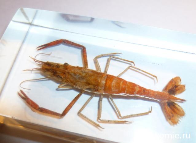 Обитатели подводного мира - ДеАгостини - тест