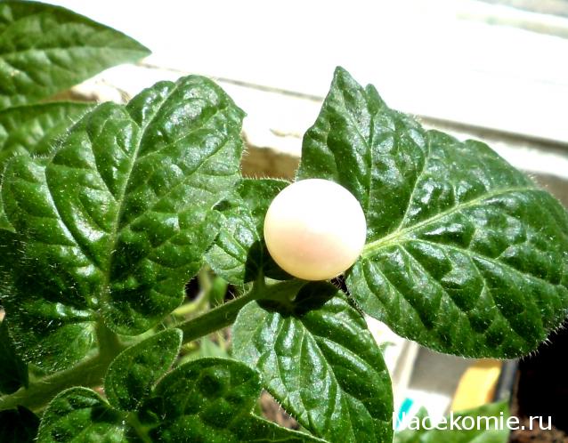 Энергия камней № 67 Культивированный жемчуг (окатанный камень) фото, обсуждение