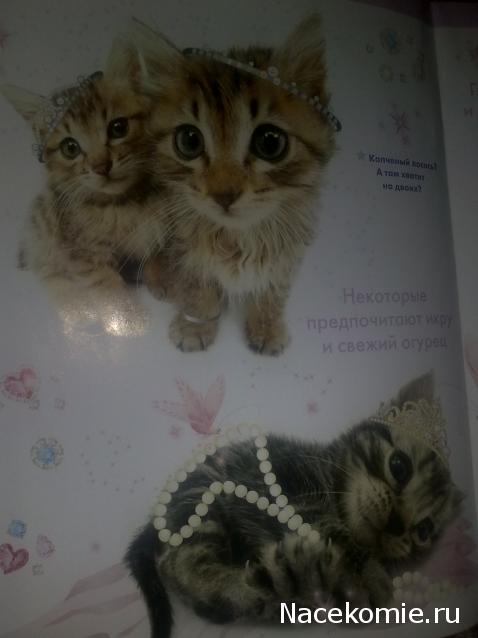 Кошкин дом. Болталка The Cat Collection