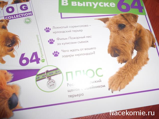 The Dog Collection №62 Уиппет