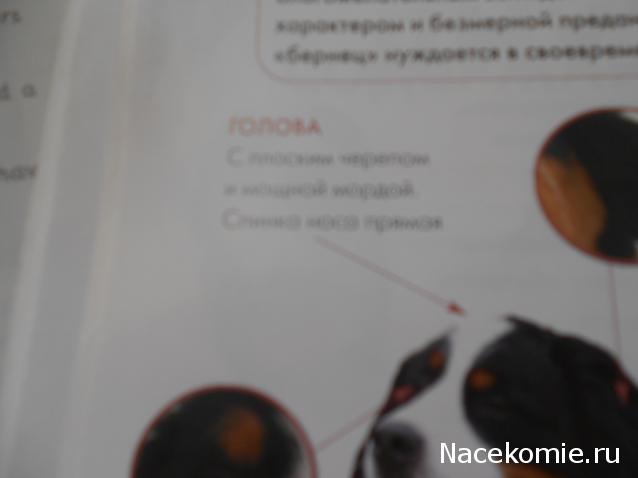The Dog Collection Болталка