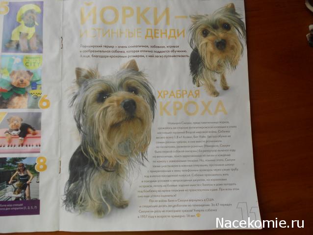The Dog Collection Болталка
