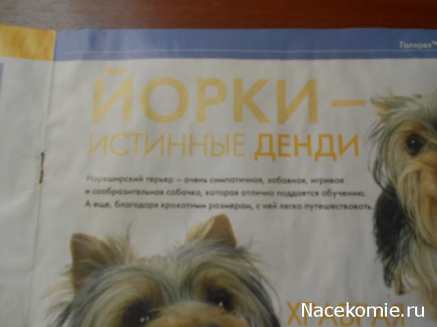 The Dog Collection Болталка