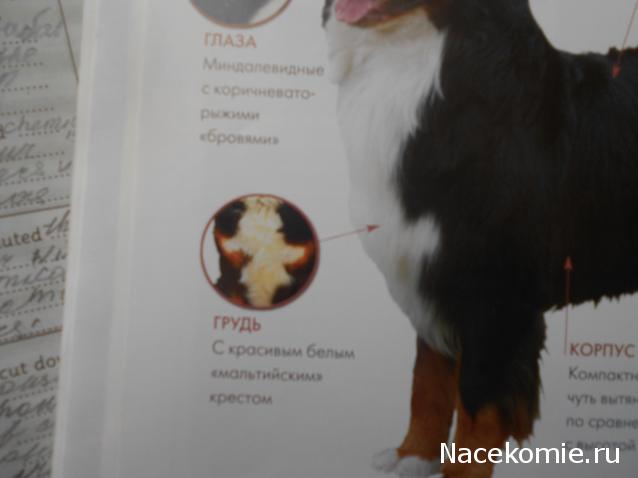 The Dog Collection Болталка