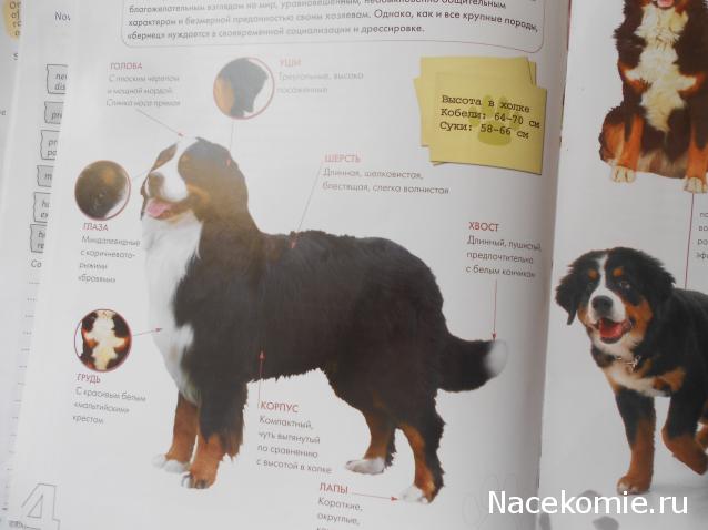 The Dog Collection Болталка