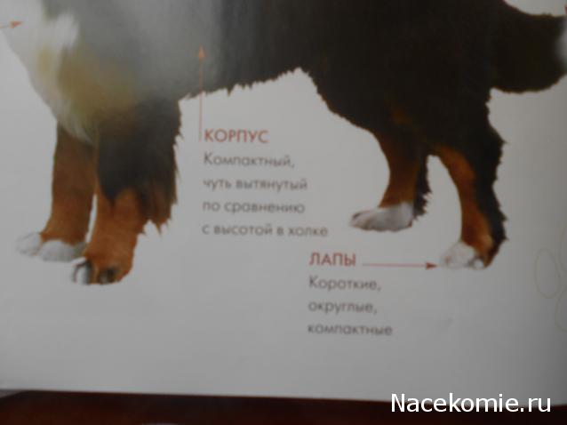 The Dog Collection Болталка