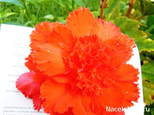 Дом Мечты. Болталка или... погрызем семечки