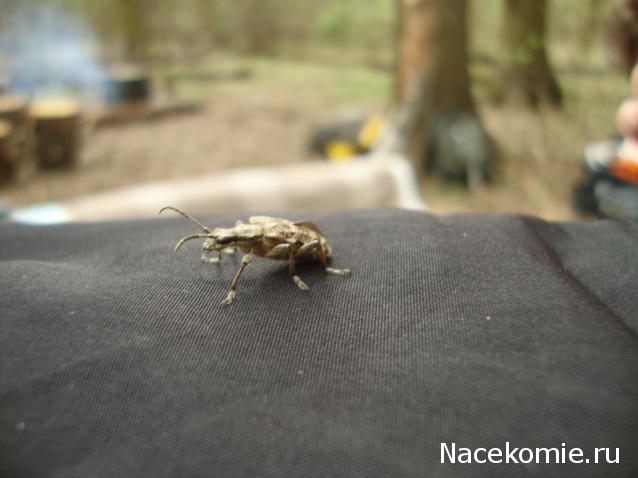 Фото насекомых (не из журнала)