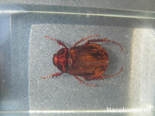 Насекомые №60 Хрущ Голотрихус (Holotrichus sp.)