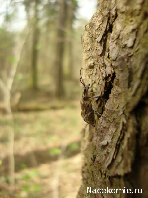 Фото насекомых (не из журнала)