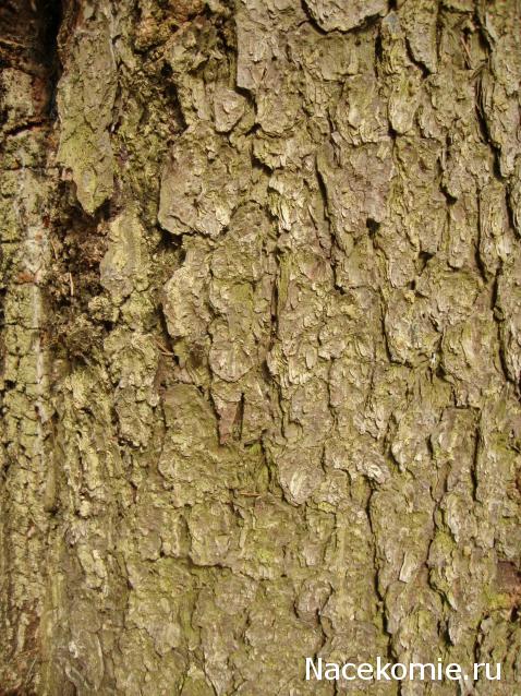 Фото насекомых (не из журнала)