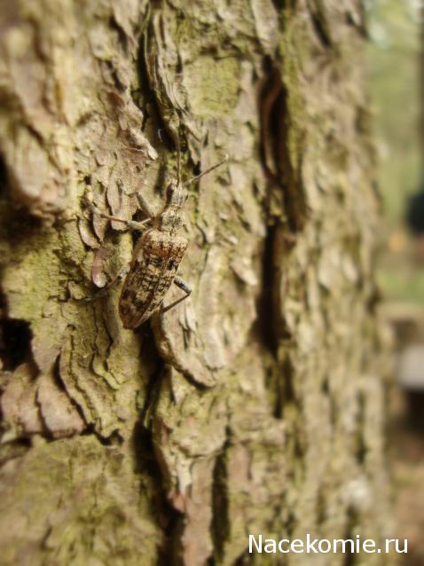 Фото насекомых (не из журнала)