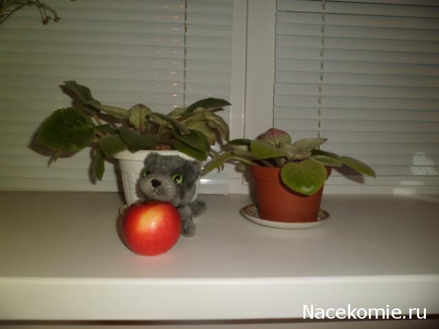 The Cat Collection № 3 Русская голубая Фото