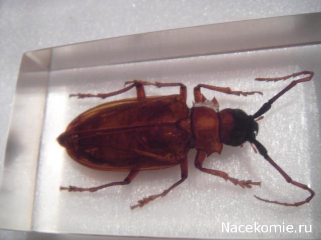 Насекомые и их знакомые 2010 График Выхода и обсуждение