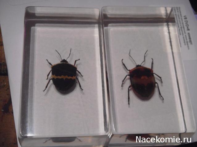 Насекомые и их знакомые 2010 График Выхода и обсуждение