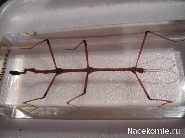 Насекомые и их знакомые 2010 График Выхода и обсуждение