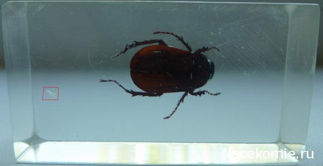 Насекомые №60 Хрущ Голотрихус (Holotrichus sp.)