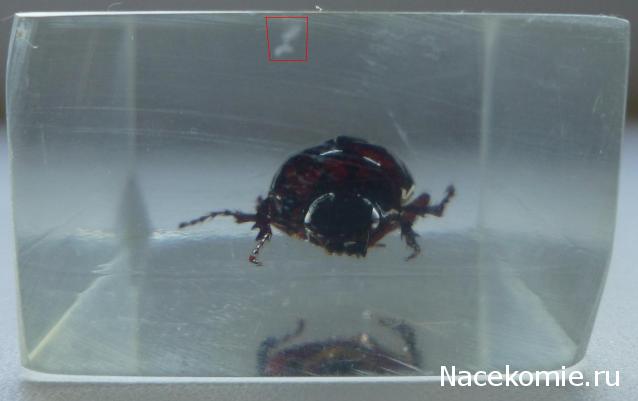 Насекомые №60 Хрущ Голотрихус (Holotrichus sp.)