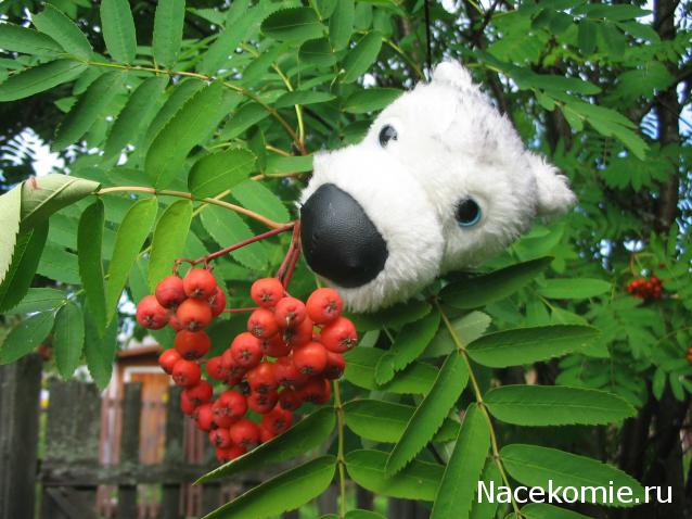 The Dog Collection Болталка