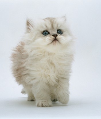 Кошкин дом. Болталка The Cat Collection