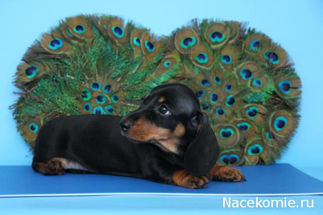 Дом Мечты. Болталка или... погрызем семечки