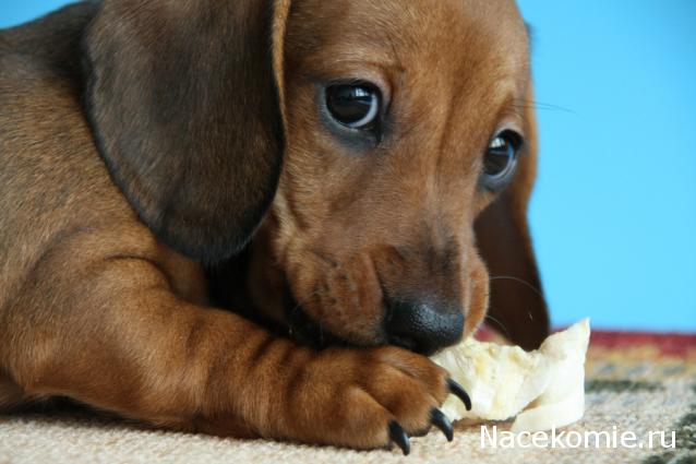 Дом Мечты. Болталка или... погрызем семечки