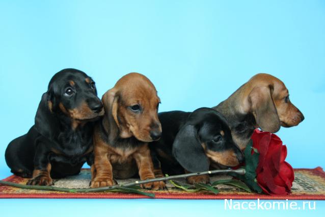 Дом Мечты. Болталка или... погрызем семечки