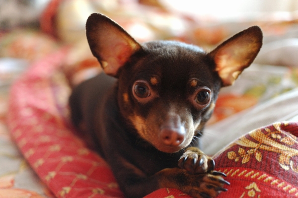 Дом Мечты. Болталка или... погрызем семечки