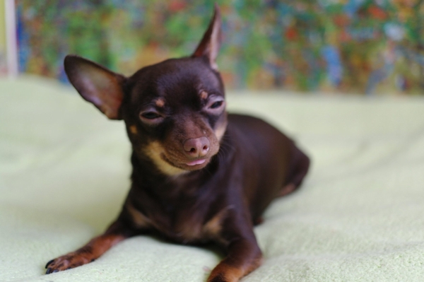 Дом Мечты. Болталка или... погрызем семечки