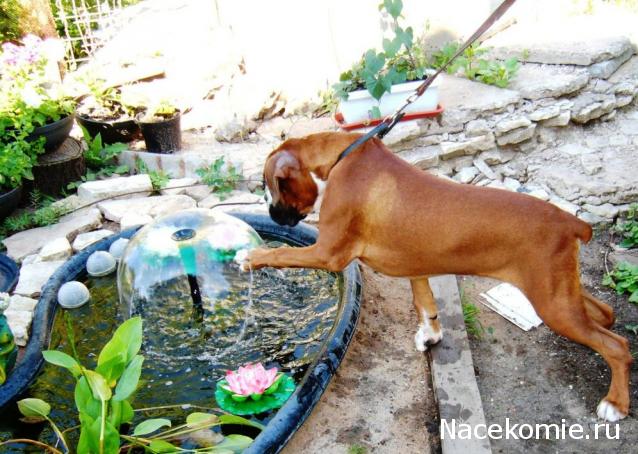 Дом Мечты. Болталка или... погрызем семечки