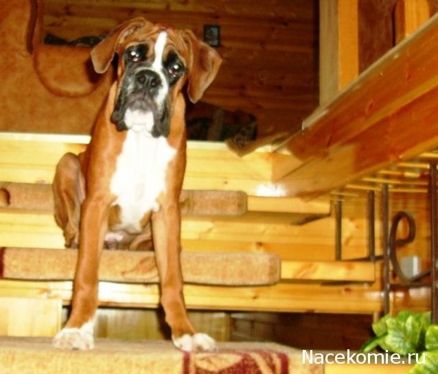 Дом Мечты. Болталка или... погрызем семечки