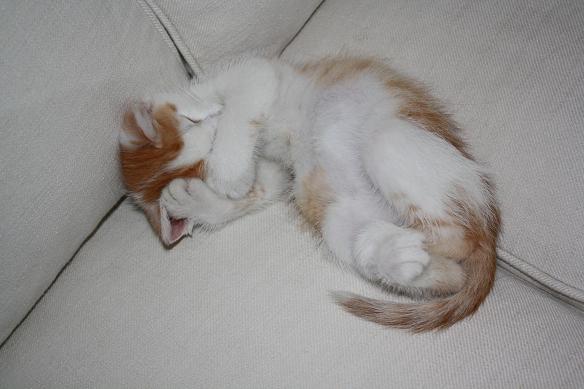 Дом Мечты. Болталка или... погрызем семечки