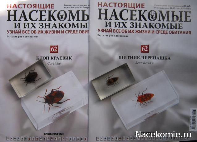 Насекомые №62 Щитник-черепашка, Клоп краевик