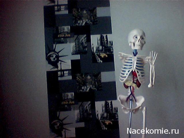 Собери и познай человеческое тело 2012 (Скелет Переиздание)