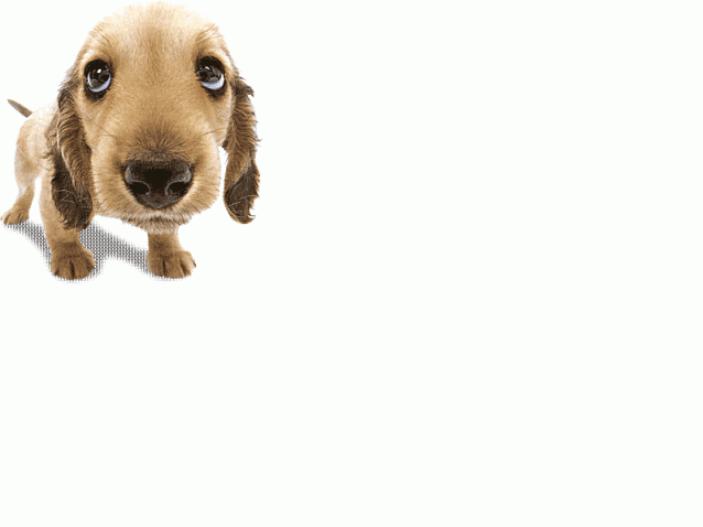 The Dog Collection Болталка