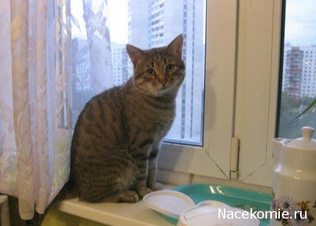 Дом Мечты. Болталка 2 или... будем знакомы