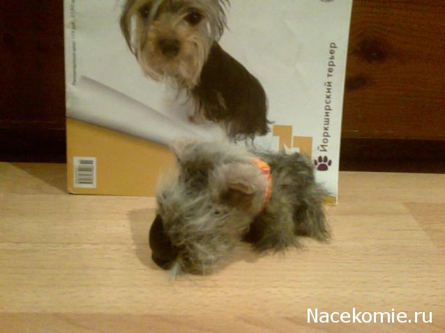The Dog Collection №11 Йоркширский терьер