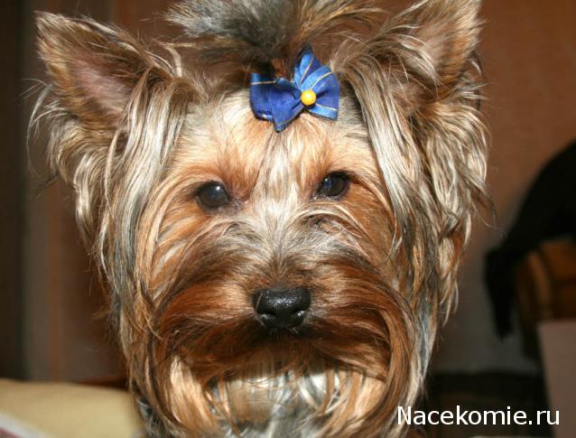 Дом Мечты. Болталка или... погрызем семечки