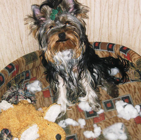 Дом Мечты. Болталка или... погрызем семечки