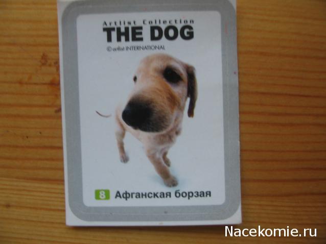 The Dog Collection Болталка