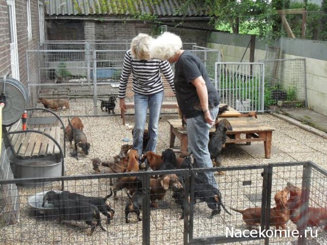 Дом Мечты. Болталка или... погрызем семечки