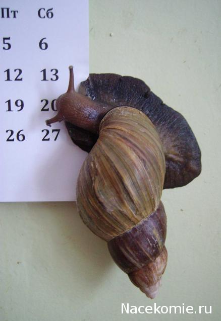 Дом Мечты. Болталка 2 или... будем знакомы