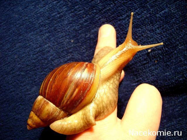 Дом Мечты. Болталка 2 или... будем знакомы