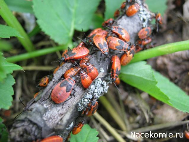 Насекомые №53 Клоп-щитник (Pentatomidae) фото, обсуждение