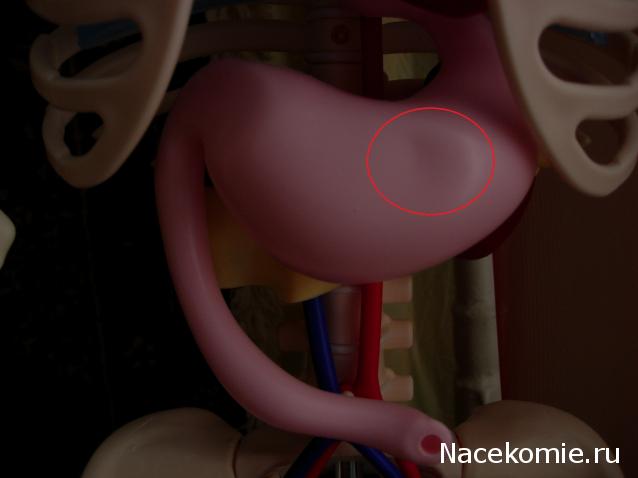 Собери и познай человеческое тело 2012 (Скелет Переиздание)