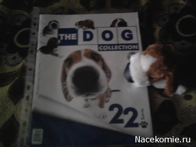 The Dog Collection №22 Бигль
