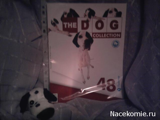 The Dog Collection №48 Английский пойнтер