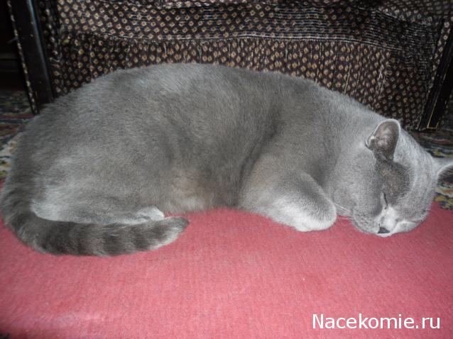 Дом Мечты. Болталка 2 или... будем знакомы