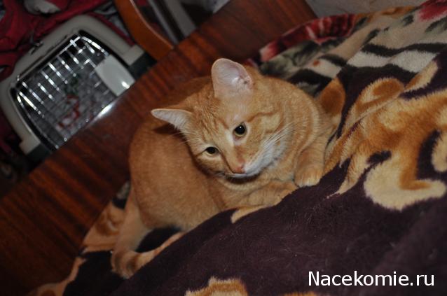 Дом Мечты. Болталка 2 или... будем знакомы