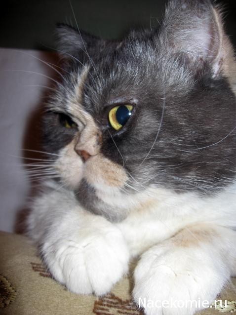 Дом Мечты. Болталка 2 или... будем знакомы